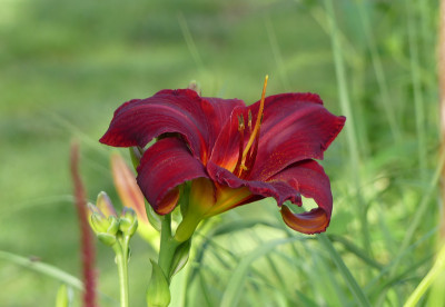 2020-07-03 Hemerocallis 'Agnes Elpers' 1.jpg