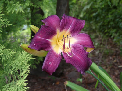 2020-07-03 Hemerocallis 'Shadyside' 1.jpg