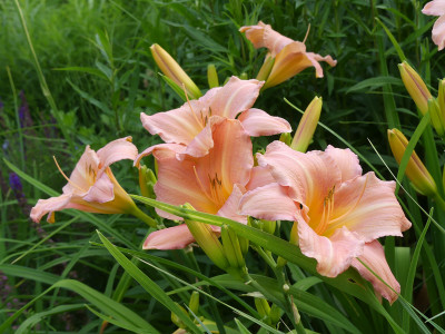 2020-07-03 Hemerocallis 'Love that Pink' 1.jpg