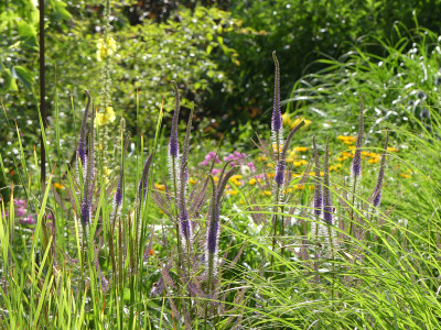 2020-07-03 Gartenimpressionen 1.jpg
