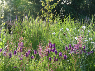 2020-07-03 Gartenimpressionen 4.jpg