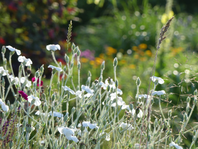 2020-07-03 Gartenimpressionen 5.jpg
