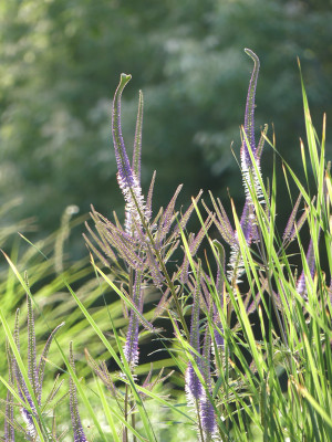 2020-07-03 Veronicastrum 'Fascination' 1.jpg