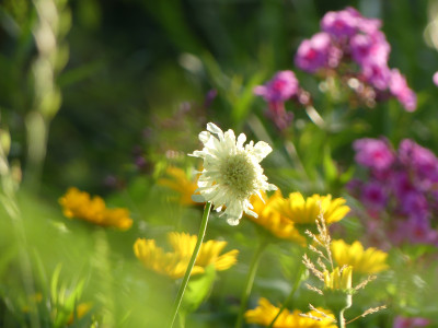2020-07-03 Cephalaria gigantea.jpg