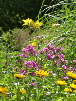 2020-07-03 Gartenimpressionen 2.jpg