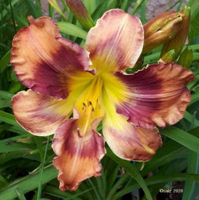 Smlg SAL gefleckter Tiger in orange 2020.jpg