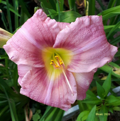 Smlg SAL rosa relikt 2020.jpg
