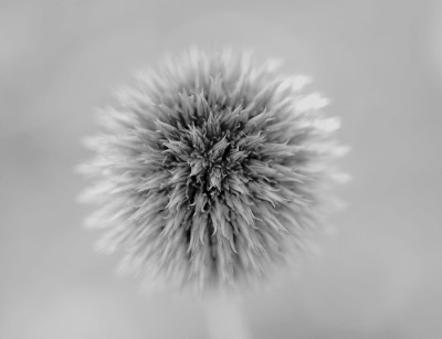 Echinops-weisse-Weste.jpg