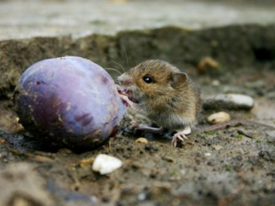 Maus_mit_Zwetschge.JPG