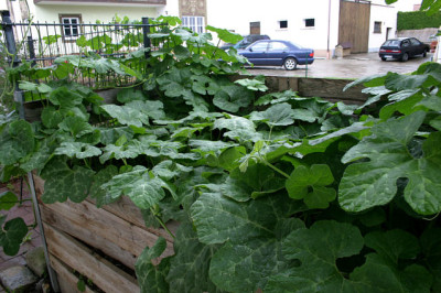 Pantana00407.jpg
