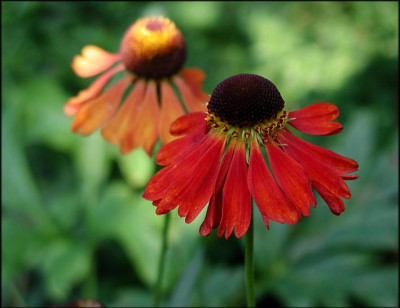Helenium_Moerheim_Beauty.JPG