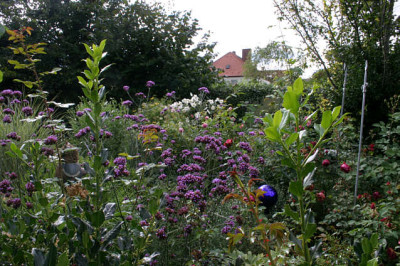 Verbena_bonariensis1007.jpg