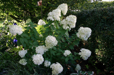 Rispenhortensie_Limelight0407.jpg