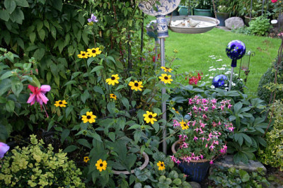 Rudbeckia0107.jpg