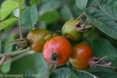 0701_Apfelrose_8620.jpg