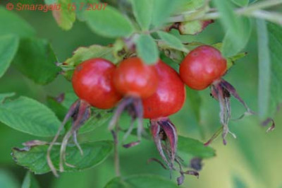 Zimtrose-2007-07-15_8771.jpg