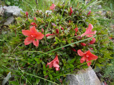 Rhododendron nakaharai.JPG