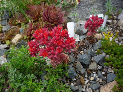 Sedum sempervivoides.JPG