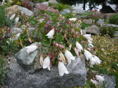 Campanula betulifolia.JPG