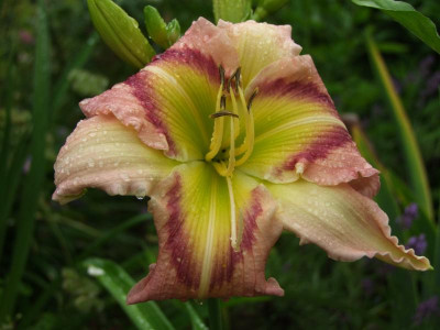 2020_0405JuliAnfang0078.JPG