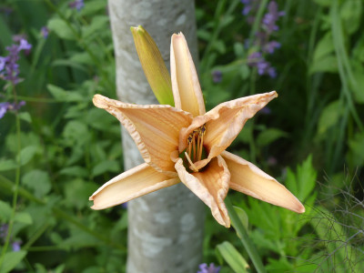 2020-07-04 Hemerocallis Sämling 2.jpg