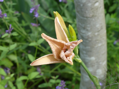 2020-07-04 Hemerocallis Sämling 1.jpg