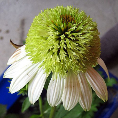 Echinacea_Coconut_Lime_77412.jpg