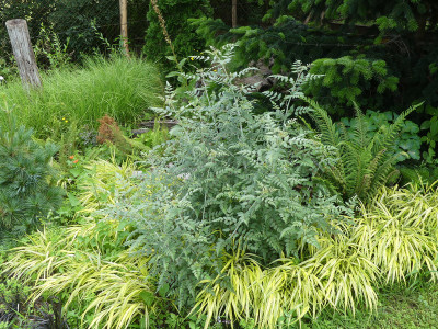 2020-07-04 Rubus thibetanus 'Silver Fern'.jpg