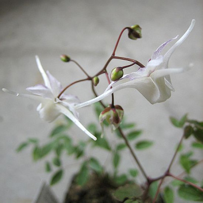 Epimedium_grandiflorum_wei_77421.jpg