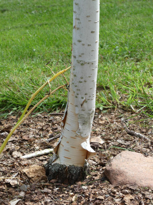 2020-07-04 Betula utilis 'Grayswood Ghost'.jpg
