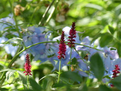 2020-07-04 Persicaria amplexicaulis.jpg