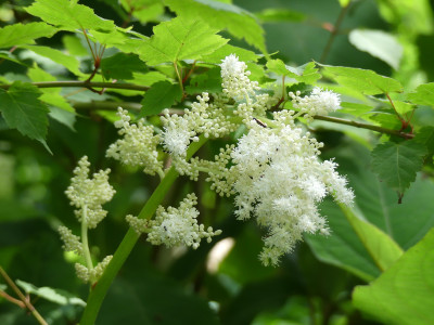 2020-07-04 Astilboides tabularis.jpg