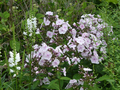 2020-07-04 Phlox 'Monica Lynden-Bell'.jpg