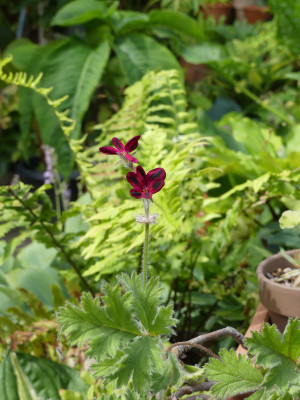 2020-07-04 Pelargonium schottii.jpg