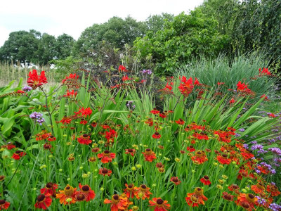 Garten Juli 2020 2.JPG