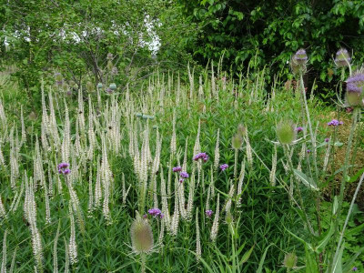 Veronicastrum virginicum Albo-roseum Juli 2020.JPG