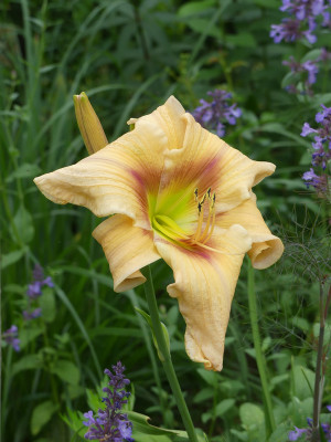 2020-07-05 Hemerocallis Sämling 1.jpg