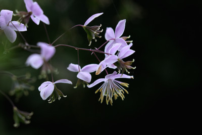St_Thalictrum090407.jpg