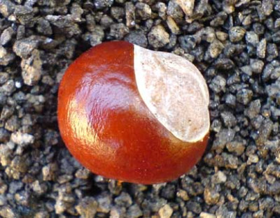 ersteKastanie08.jpg
