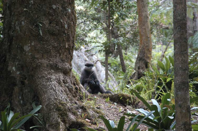 070640_affe.jpg