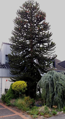 araucaria.jpg