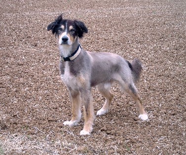 Gizmo-12-02.jpg