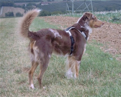 Bailey-01.jpg