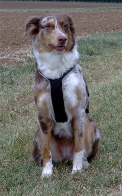 Bailey-02.jpg