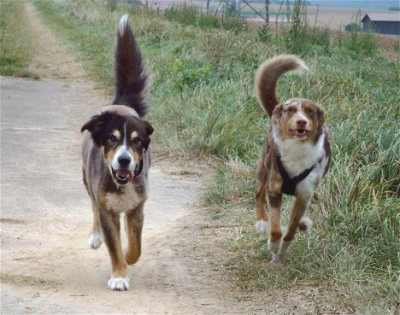 Gizmo-Bailey-01.jpg
