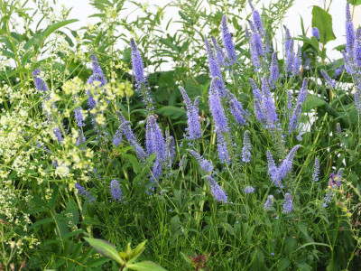 Veronica longifolia 'Hermannshof' P7030035.JPG