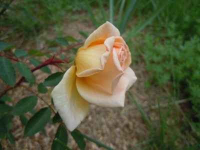 DSCN9771.JPG