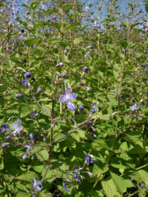 0918_8_eCaryopteris_divaricata.JPG