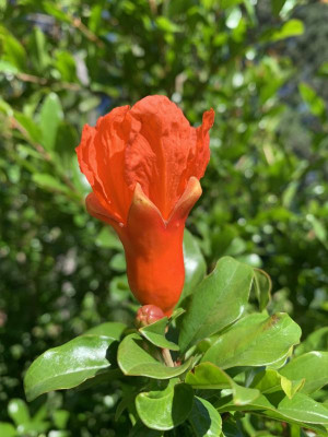 PG_Prov_Blüte_050720.jpg
