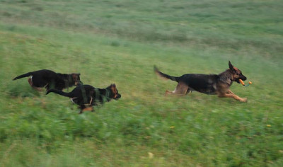 zwei4345.jpg